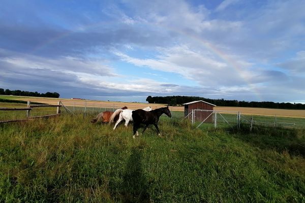 Radio und Fernsehen zu Besuch in der Fendsbacher Reittherapie